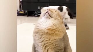 Funny cats videos