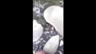 Random Memes Compilation #1