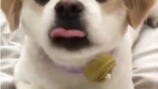 Lovely dogs ????????