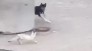 The Fox Twisted The Dog Mind????
