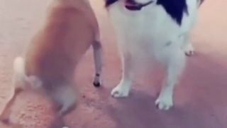 ????????????funny video Ep 6