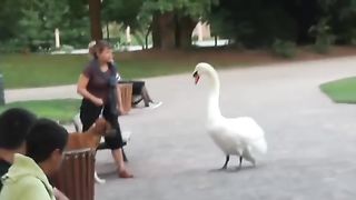 Dog vs swan fight