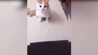 Cat funny moment????????