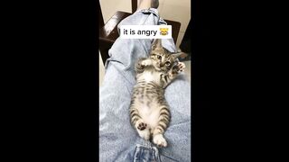 Funny Animals TikTok Compilation Clean