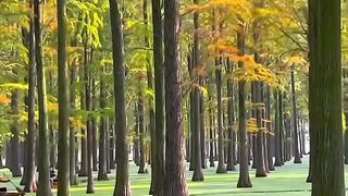 Natural Landscapes, Wetland Park | natural beauty