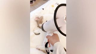 Funniest Animals 2023 ???? Funniest Cats and Dogs ????????