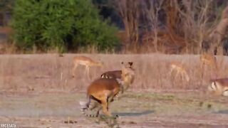Merciless animal battles ever filmed 15