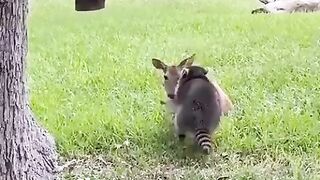 Awww what a beautiful curious and playful raccoon