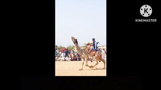 Camel dance