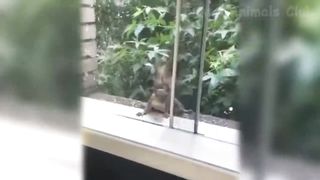 the best funny vidéos of cats and dog ????????funny animals copilation????