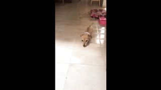 UNUSUAL MEMES COMPILATION V137
