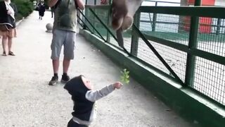 Baby Animals Love