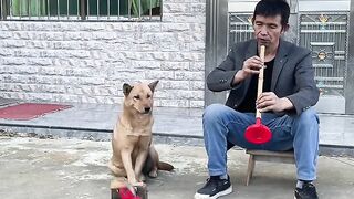 Clever dog