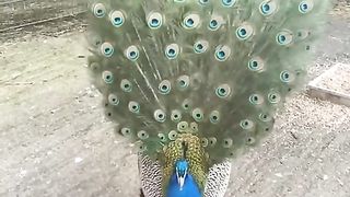 Cette magnifique créature