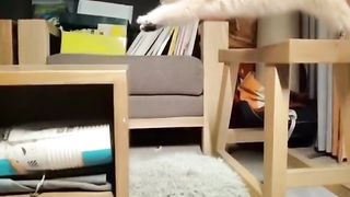 #funnyvideo #shorts #youtubeshorts #viralvideo