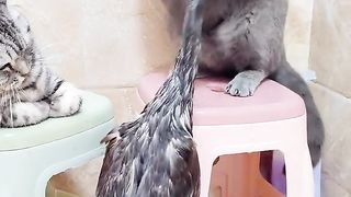 Cat slapping bird