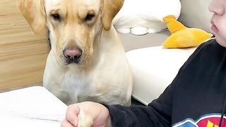 Funny dog