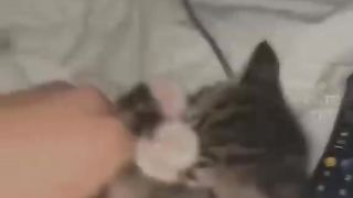 These kittens drive people crazy