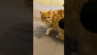 Did The Cat Deserve It? TikTok - DAILY ???? ANIMALS ???? SHORTS