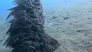 2455 THE SNACK FISH  AK GRMET