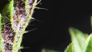 Zooming_into_stinging_nettle