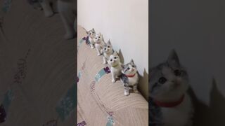 #shorts #cats #kittens #tiktok