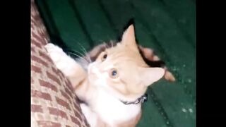 Pretty cat
