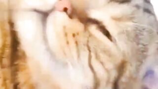 #Cats funny videos | #Cats funny tiktok | funny videos | #funny cats video 2022