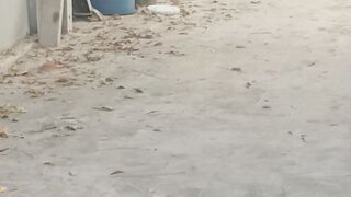 Cricket