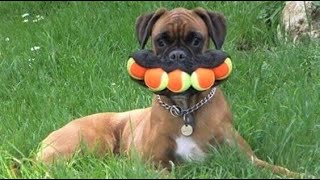 Funny animals - Funny cats / dogs - Funny animal videos 220