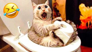 Funniest Dogs And Cats Videos ???? - Best Funny Animal Videos 2022???? #14