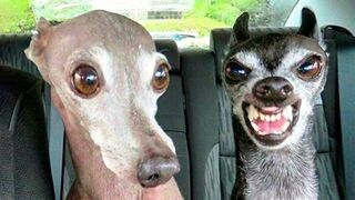Try Not To Laugh With These Funny Pets ????????
