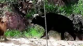 THE DANGER PLACE KING FIGHT