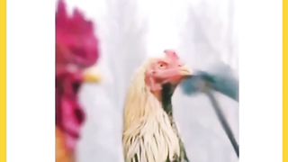 Funny Video