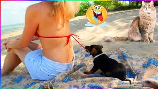 Funny Dog And Cat ???????????? Funniest Animals #183