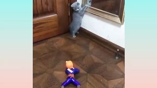 Funny Animals Videos - Funniest Cats???? And Dogs???? Video Compilation
