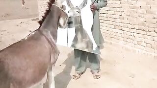 Gadha Gadha hi hota hai
