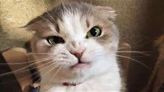 Funny animals - Funny cats dogs - Funny animal videos Best videos of January 2023
