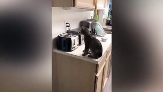 Funniest Animals 2023 ???? Funny Cats and Dogs | Funny Animal Videos #5