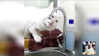 Les moments les plus drôles de nos amis les animaux