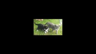 funny video cute kittens.