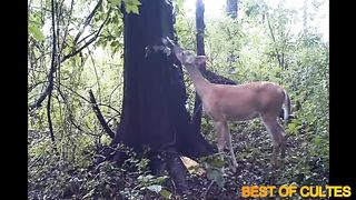 quand les animaux se lâchent !!