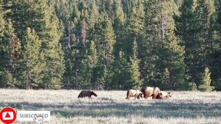 Danger bear fighting