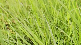 Slowmo grass