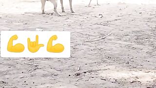 murga ki power check kara