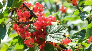 Currant red berries