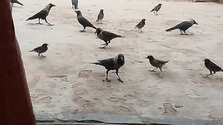 New video birds