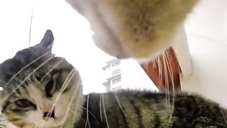 Funny TikTok compilation cats edition