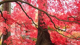 Relaxing with Nature Sounds at Forest Red tree