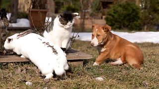 Making_Yarma:_The_Best_Food_for_Pets